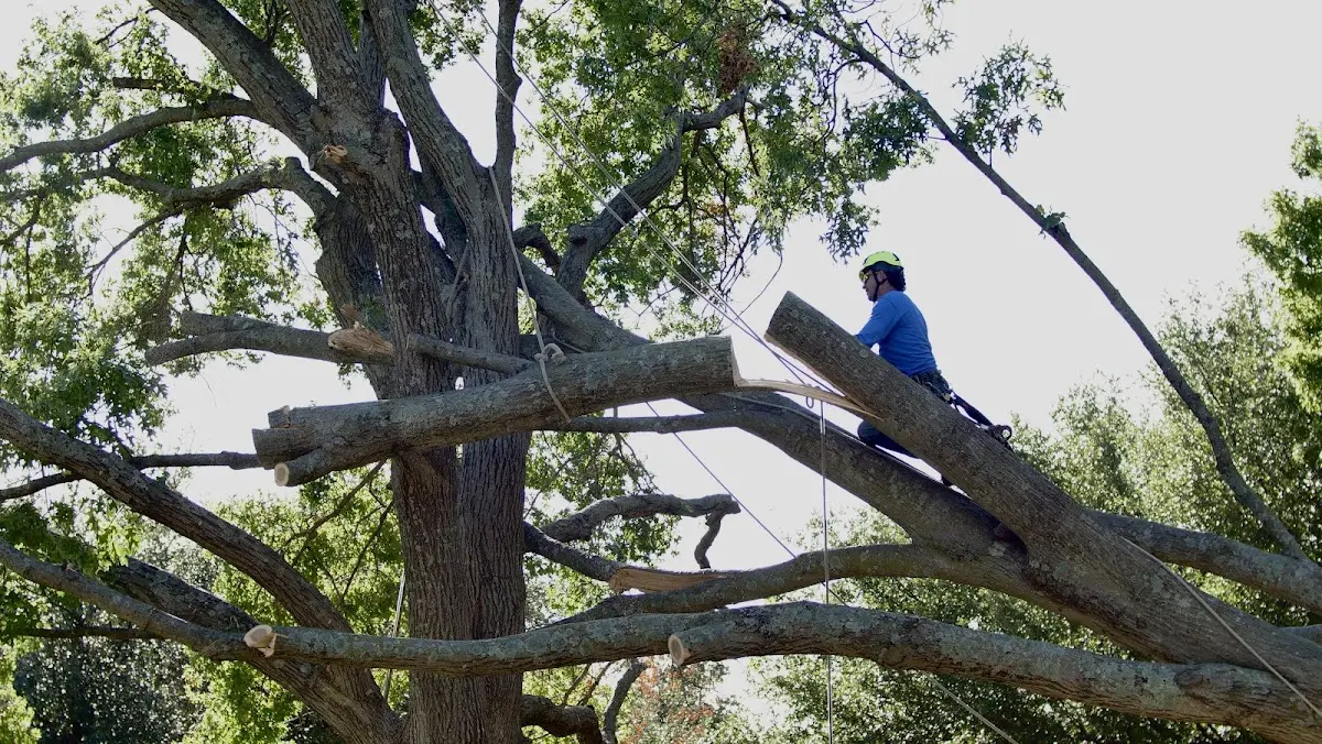 Professional Crown Thinning performed by certified arborists in Millsboro