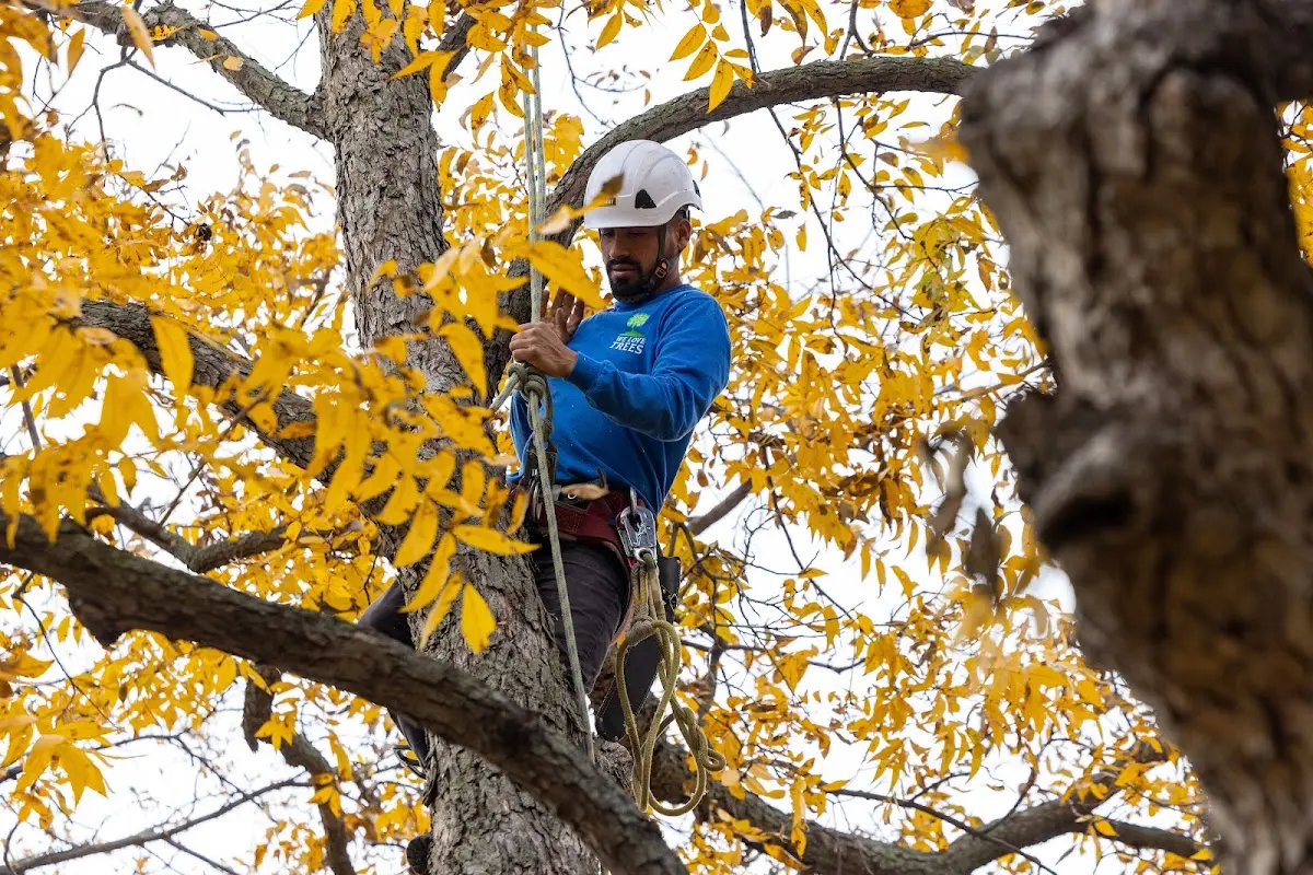 Skilled Tree Trimming crew working in Millsboro